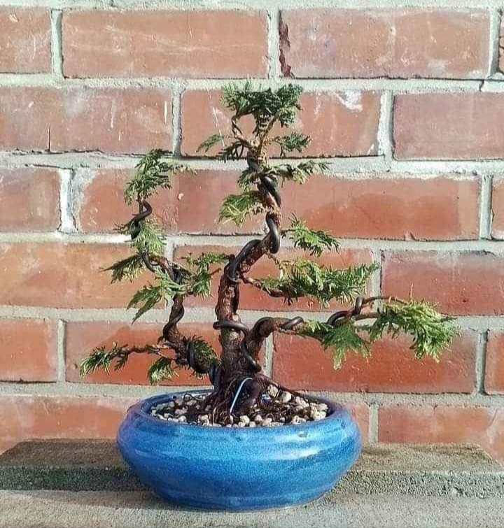Bonsai for Beginners - Saturday Class